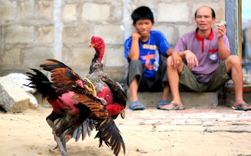 Luật chơi đá gà tại SUNCITY giống như ngoài đời thực