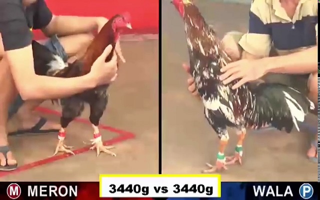 Đá gà Campuchia hiện tại đã xuất hiện trên các trang cá cược đổi thưởng trực tuyến